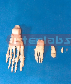 ADULT HUMAN FOOT BONE